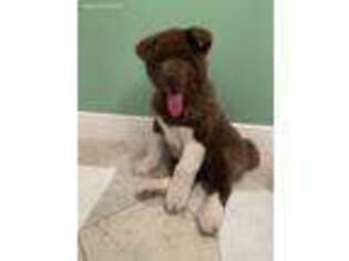 Akita Puppy for sale in West Palm Beach, FL, USA
