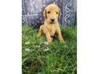 Goldendoodle Puppy for sale in Doon, IA, USA