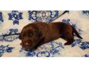 Labrador Retriever Puppy for sale in Rock Hill, SC, USA