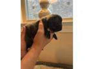 French Bulldog Puppy for sale in Melissa, TX, USA