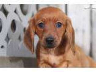 Dachshund Puppy for sale in Columbus, OH, USA