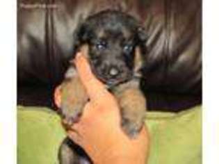 German Shepherd Dog Puppy for sale in Bourbon, MO, USA