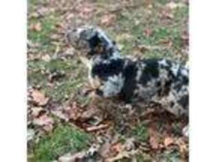 Bulldog Puppy for sale in Waynesboro, VA, USA