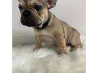 French Bulldog Puppy for sale in Knoxville, TN, USA