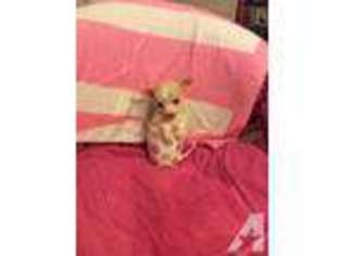 Chihuahua Puppy for sale in HUNTINGTON BEACH, CA, USA