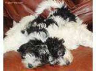Havanese Puppy for sale in Montgomery, TX, USA