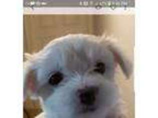 Maltese Puppy for sale in Henrico, VA, USA