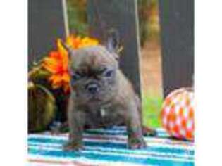 French Bulldog Puppy for sale in Braxton, MS, USA