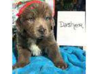 Newfoundland Puppy for sale in Frazeysburg, OH, USA