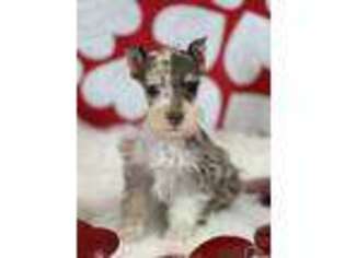 Mutt Puppy for sale in Quapaw, OK, USA
