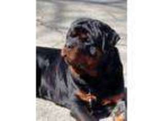 Rottweiler Puppy for sale in HUNT, NY, USA