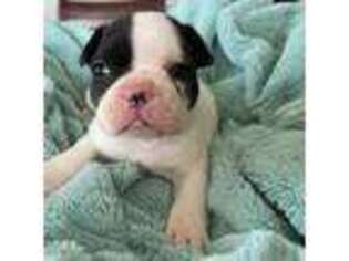 French Bulldog Puppy for sale in Edmeston, NY, USA