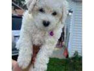 Bichon Frise Puppy for sale in Eastpointe, MI, USA