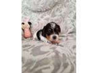 Yorkshire Terrier Puppy for sale in Rockwood, TN, USA