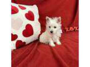 West Highland White Terrier Puppy for sale in Benton, IL, USA
