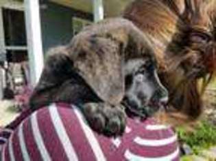Mastiff Puppy for sale in Bellevue, OH, USA