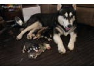 Alaskan Malamute Puppy for sale in Hilton, NY, USA