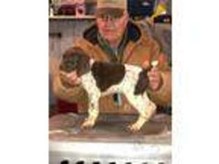 German Shorthaired Pointer Puppy for sale in Center Point, IA, USA