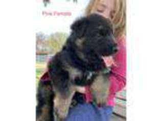German Shepherd Dog Puppy for sale in Gainesville, TX, USA
