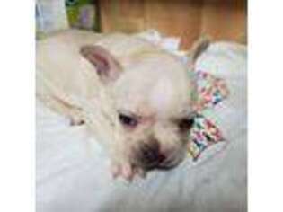 French Bulldog Puppy for sale in Eunice, MO, USA