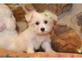 Havanese Puppy for sale in Corsica, SD, USA