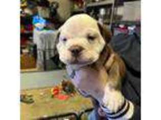 Olde English Bulldogge Puppy for sale in Fredericksburg, VA, USA