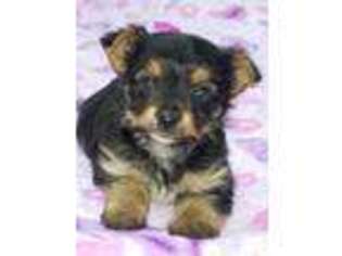 Yorkshire Terrier Puppy for sale in Moscow, OH, USA
