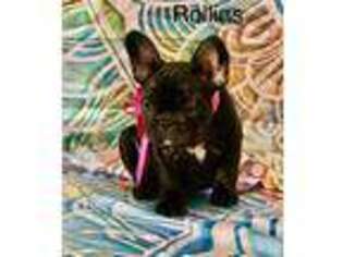 French Bulldog Puppy for sale in Walpole, MA, USA