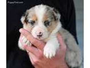 Pembroke Welsh Corgi Puppy for sale in Allerton, IA, USA
