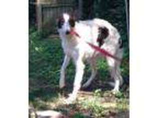 Borzoi Puppy for sale in Brooklyn, NY, USA