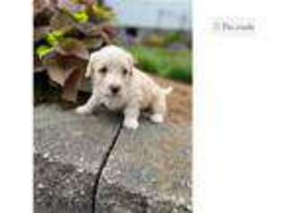 Labradoodle Puppy for sale in Battle Creek, MI, USA