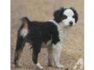 Miniature Australian Shepherd Puppy for sale in KENT, WA, USA
