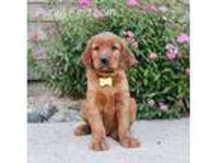 Golden Retriever Puppy for sale in Wolcott, IN, USA