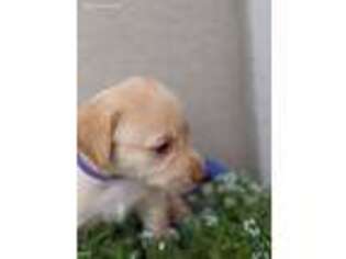 Labrador Retriever Puppy for sale in Saratoga, CA, USA