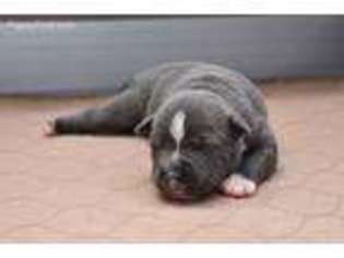Staffordshire Bull Terrier Puppy for sale in Dallas, TX, USA