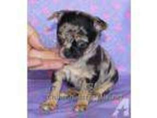 Chihuahua Puppy for sale in OROVILLE, CA, USA
