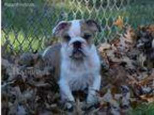 Bulldog Puppy for sale in Brunswick, OH, USA