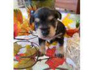 Mutt Puppy for sale in Tampico, IL, USA