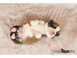 Pembroke Welsh Corgi Puppy for sale in Penobscot, ME, USA