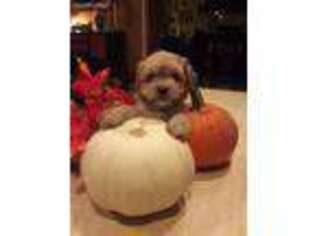 Mutt Puppy for sale in Streamwood, IL, USA