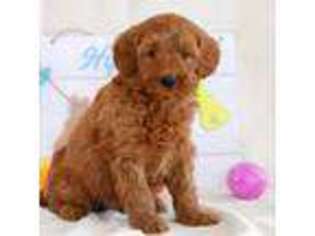Goldendoodle Puppy for sale in Copiague, NY, USA