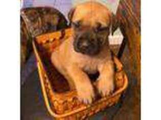 Mastiff Puppy for sale in Grafton, WV, USA
