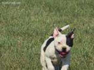 American Bulldog Puppy for sale in Albany, MO, USA