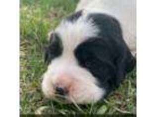 English Springer Spaniel Puppy for sale in Townsend, MT, USA