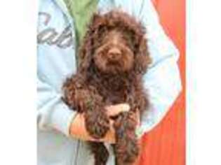 Goldendoodle Puppy for sale in Diamond, MO, USA