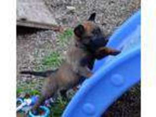 Belgian Malinois Puppy for sale in Cincinnati, OH, USA