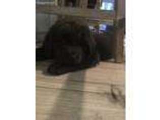 Newfoundland Puppy for sale in Pensacola, FL, USA