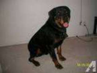 Rottweiler Puppy for sale in JOSHUA TREE, CA, USA