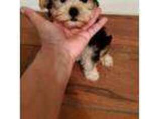 Yorkshire Terrier Puppy for sale in Astoria, NY, USA