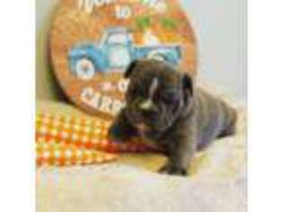French Bulldog Puppy for sale in Ball Ground, GA, USA